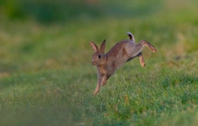 Lapins de garenne