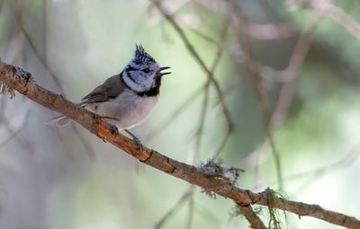 Mésange huppée