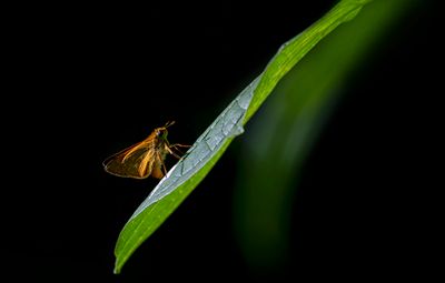 Papillons