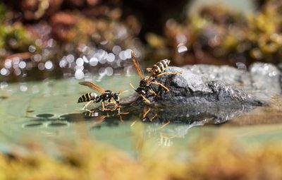 Abeilles