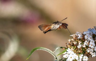 Moro-sphinx