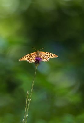 Papillons