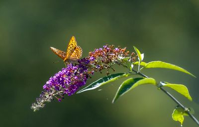 Papillons