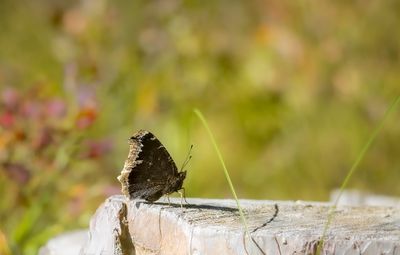 Papillons