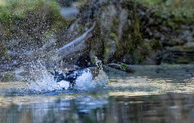 Canards