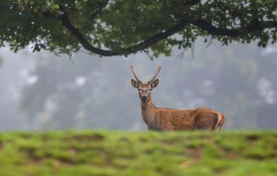 Cerfs et Biches 