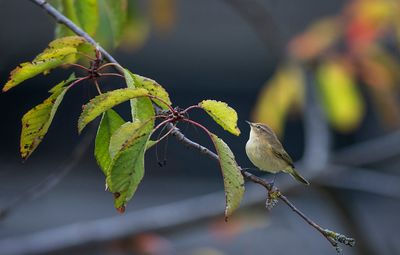 Pouillots véloces
