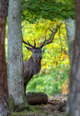 Parc animalier