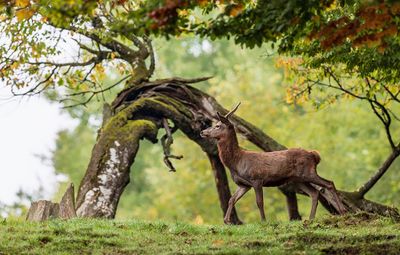 Cerfs et Biches