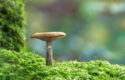 Champignons