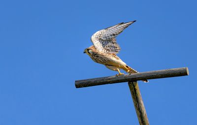 Faucon crécerelle