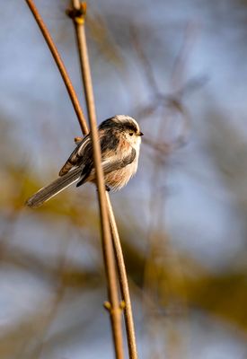 Msange  longue queue