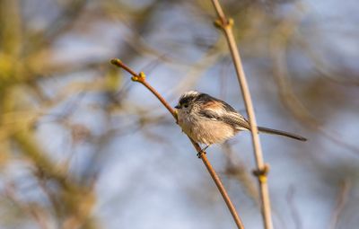 Mésange à longue queue