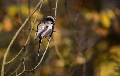 Msange  longue queue