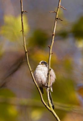 Msange  longue queue