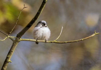 Mésange à longue queue