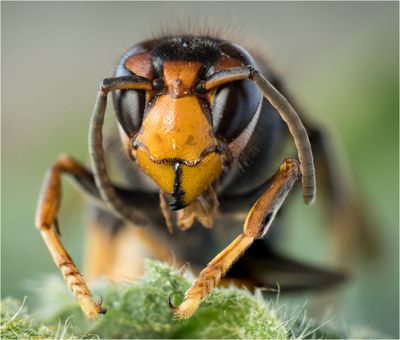 Asian Hornet