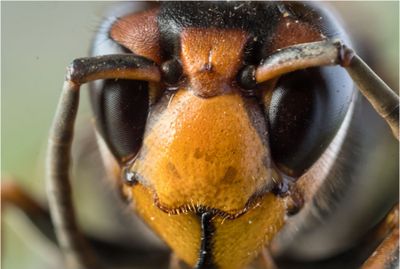 Asian Hornet