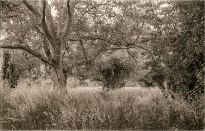Zeiss Ikon Nettar 6x9