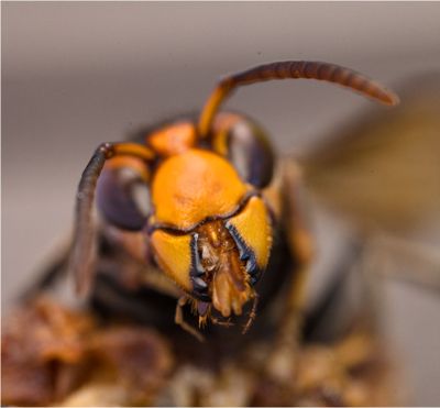 Bees