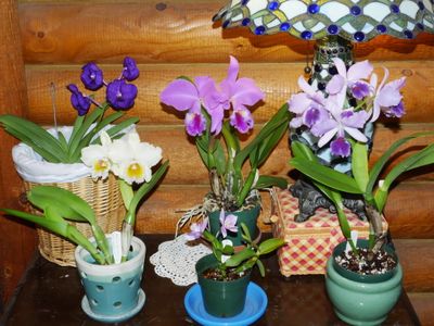 This Month's Blooming Orchids