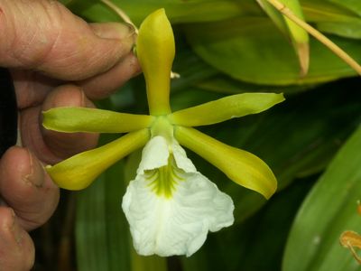 Encyclia mariae P1150264.jpg