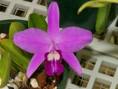 Laelia sincorana #1 P1150269.jpg