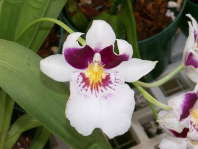 Miltoniopsis Lycaena 'Stamperland' P1150271.jpg