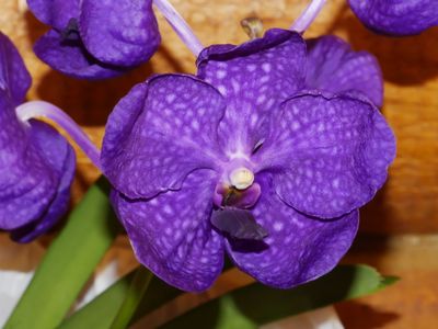 This Month's Blooming Orchids