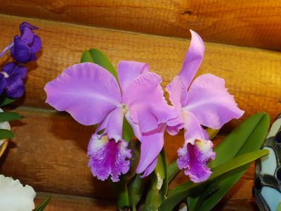 Cattleya labiata #4 (albaXPreyram) P1000085.jpg