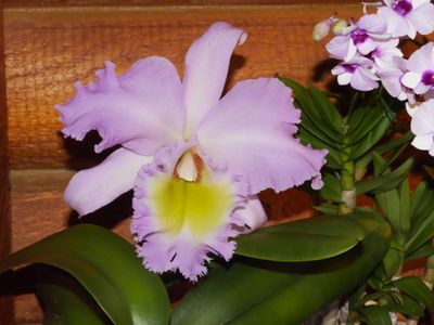 BC Pastoral 'Rose' P1000133.jpg