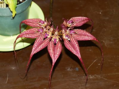 Bulbophyllum rothschildianum 'Red Chimney' P1000109.jpg