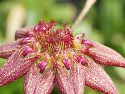 Bulbophyllum rothschildianum 'Red Chimney'.jpg