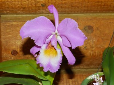 Cattleya labiata #2 (Multiforme x concolor) P1000120.jpg
