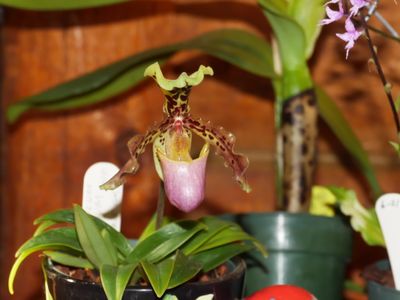 Paphiopedilum henryanum P1000114.jpg