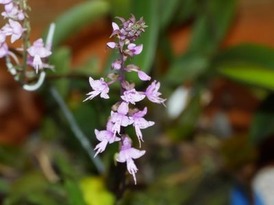 This Month's Blooming Orchids