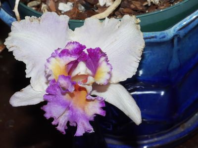BLC Dr. JoeWalker 'Ray Mishima' P1000188.jpg