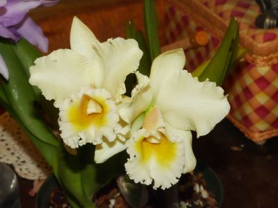 BLC George King 'Southern Cross' P1000194.jpg