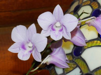 Den Julian #1 P1000190.jpg