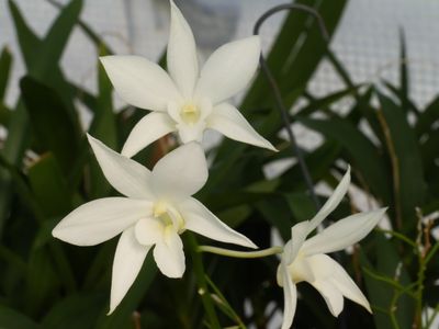 Den White Grace 'Sato'P1000168.jpg