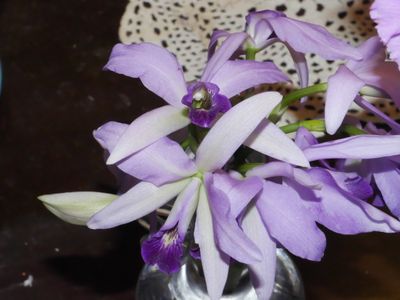 LC Wrigley 'Blue Lagoon' P1000192.jpg