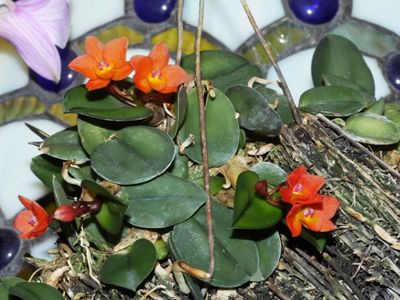 Sophronitis cernua P1000196.jpg