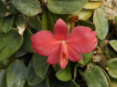 Sophronitis wittigiana P1000164.jpg