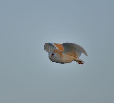 Allotment Barn Owl - 9 - YesDSC_5432 .JPG