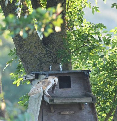 Allotment Barn Owl - 1b DSC_5255 .JPG