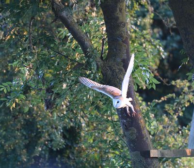Allotment Barn Owl - 7b DSC_5415 .JPG