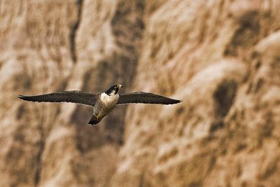 PEREGRINE FALCONS