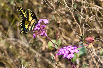 BUTTERFLIES