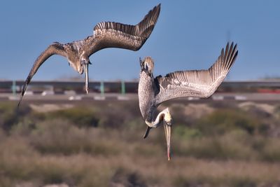 PELICANS