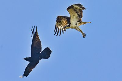 OSPREYS